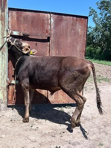 сколько стоит лошадь орловский рысак: Продаю | Бык (самец) | На откорм — 3