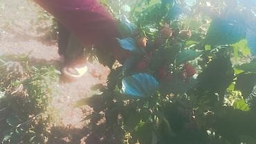 Абрикосы at lalafo.kg Абрикосы