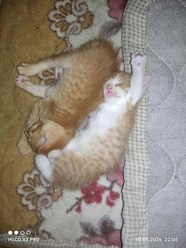 котята в караколе: 1 месяц, Мальчик, С прививками — 3