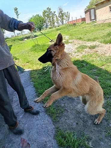 такса щенок цена: Немецкая овчарка, юниорного возраста, рыже-рыжий окрас с чёрной — 1