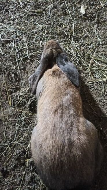 щенки охотничьих собак: Продаю | Кролик самец | Ризен | На забой, Для разведения | Племенные — 2