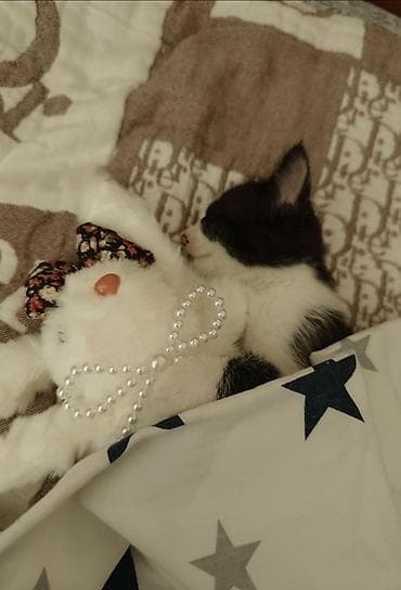 Кошка даром: Беспородная, 3 месяца, Девочка, Приучена к лотку