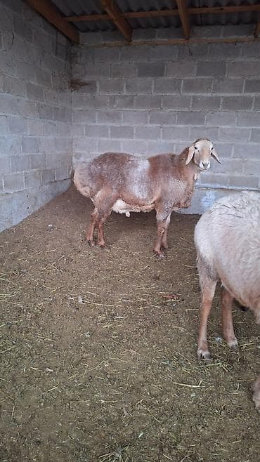 мясо яка: Продаю | Овца (самка) | Для разведения | Матка — 1
