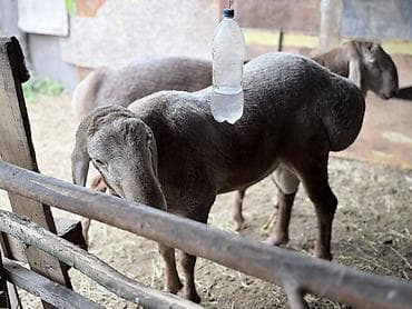 Животные: Продаю | Баран (самец) | Арашан — 3