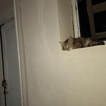 Мышыктар: Мышык бекер берилет: Породасыз, 2 айлык, Ургаачы — 3