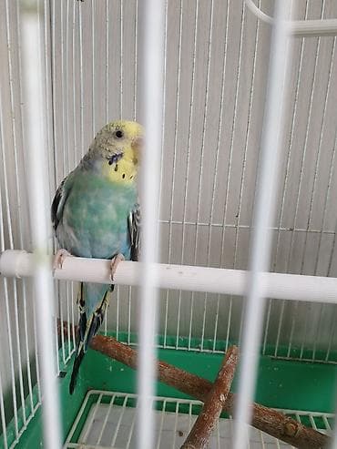 Кемирүүчүлөр: Волнистый попугай в клетке. - Окрас: нежно‑голубой с желтой головкой — 1