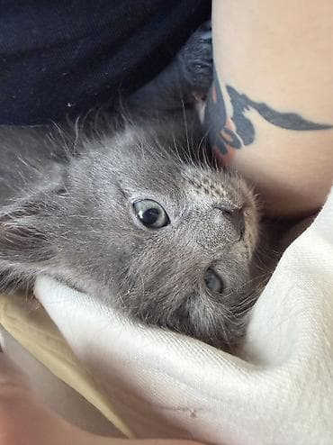 мышык сатам: Мышык бекер берилет: Породасыз, 1 айлык, Эркек, Лотокко барууга үйрөтүлгөн — 4