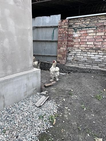 молочный козы: Продаю | Петух | Брама | Для разведения — 3