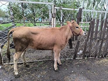 телки коровы: Продаю | Тёлка | На откорм | Отела не было — 8