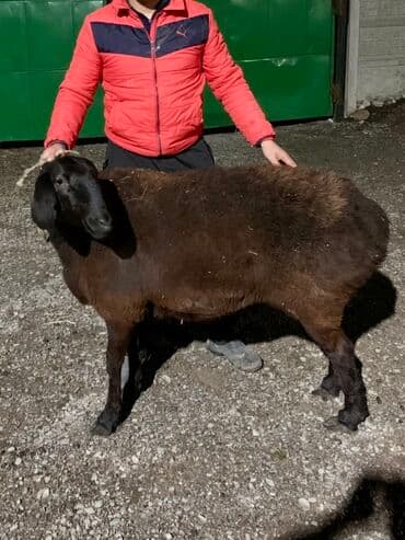 купить собаку немецкую овчарку: Продаю | Овца (самка) | Арашан | Для разведения | Матка — 2