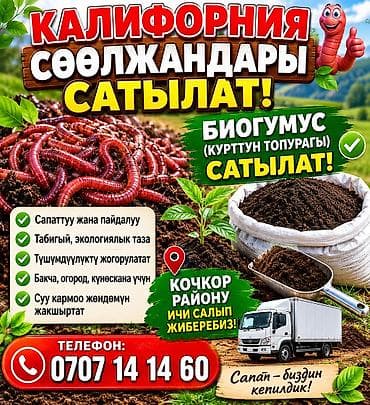 офисные столы бишкек: Калифорнийские дождевые черви и готовый биогумус Что предлагается: - — 3