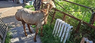 осеменитель: Продаю | Овца (самка) | Арашан | Для разведения | Осеменитель, Матка — 5
