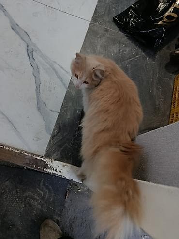 купить шпица: Бездомный,возможно потерявшийся кот,ищу хозяина.Пушистый кот с длинной — 3