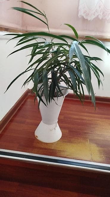 гүл койгуч: Комнатные растения,фикусыалоэ — 6