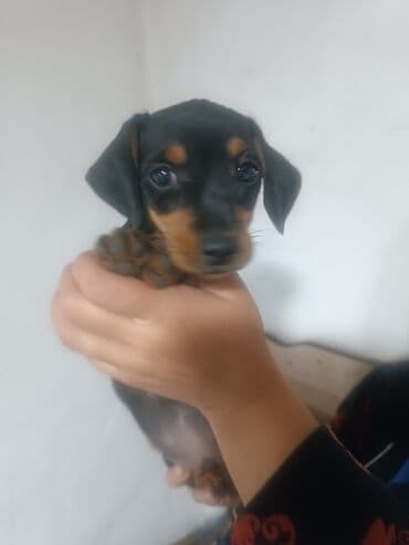 собака чихуахуа сколько стоит: Такса, 2 месяца, Самец — 3