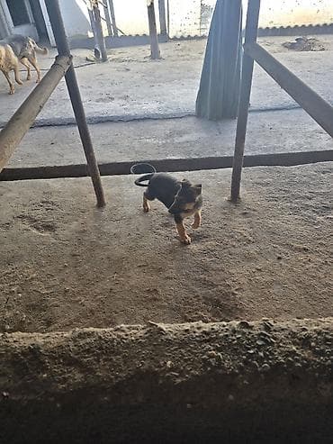 зоомагазин бишкек с животными: Немецкая овчарка, 3 месяца, Самка, С прививкой — 3