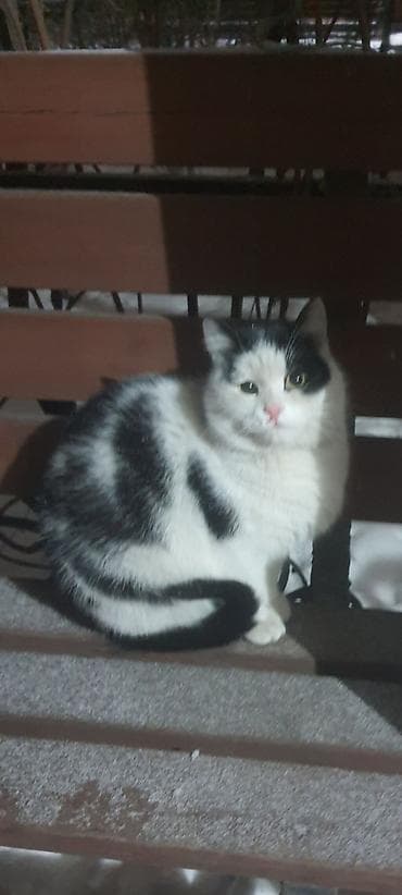 Отдам даром кошку: "Меня зовут Казимир. Когда мне было 4 месяца, то прежние хозяева — 2