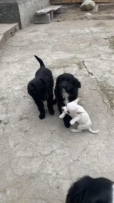 Услуги ветеринара: Щенки метисы, черные пушистые, с белыми отметинами на груди и лапках — 9