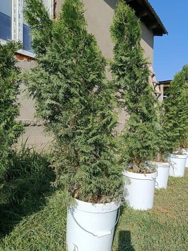 адресная табличка на частный дом: Саженцы деревьев: Туи — 3