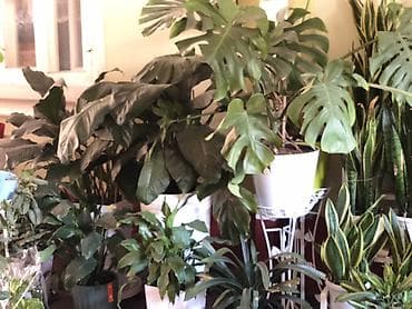 green leaf: Комнатные и садовые растения в горшках - Ампельные растения в — 9