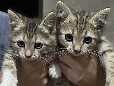 Продажа кошек: 2 месяца, Девочка — 1