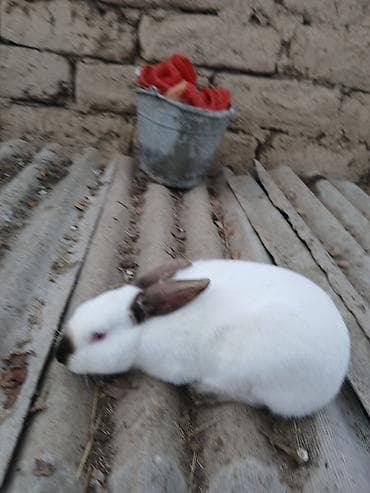 британская вислоухая кошка: Кролик декоративный, белый с темными отметинами на мордочке, ушах и — 2