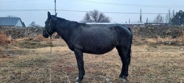 объявления о продаже собак: Продаю | Кобыла (самка), Жеребец | Полукровка | Для разведения | Племенные — 6