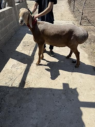 Продаю | Баран (самец) | Арашан | Для разведения | Племенные