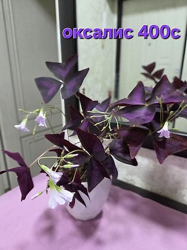 Дом и сад: Полка, этажерка для цветов, Новый, Железо, Самовывоз — 6