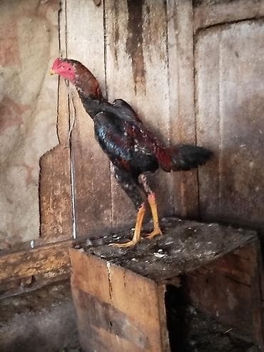 Мышыктар: Сатам | Короздор | Тебиштирүүчү | Көбөйтүү үчүн — 4