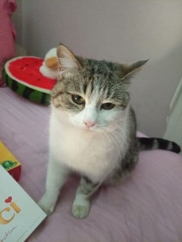 бордер колли купить бишкек: 7 месяцев, Мальчик, Кастрирована, Приучена к лотку, Проглистована — 8