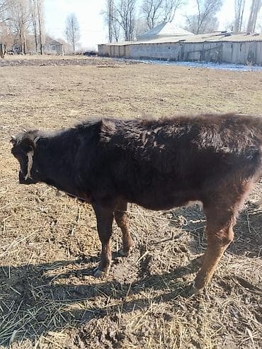 телки швиц: Продаю | Музоо, торпок | На откорм | Привязанные — 5