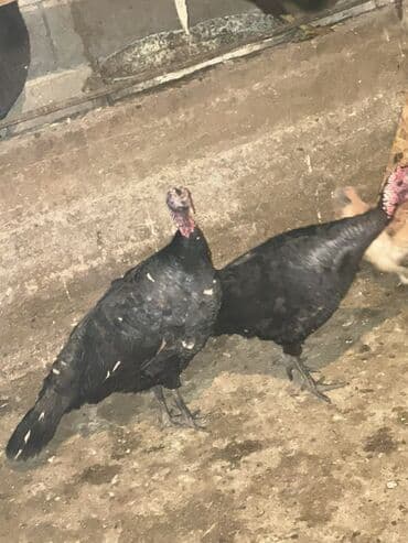 кошка скотиш: Продаю | Индюк (самец) | Для разведения | Племенные — 3