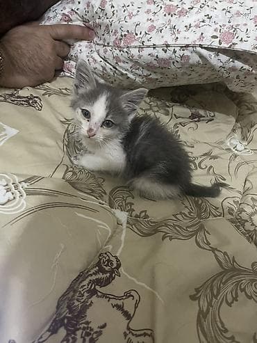 котята лысые: Кошка даром: Беспородная, Мальчик — 1