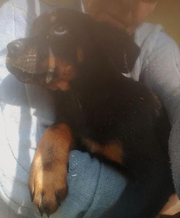 стафф купить: Ротвейлер, 2 месяца, Самка — 4