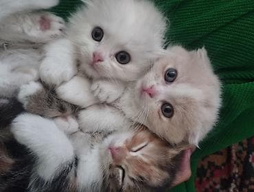 пит: Шотландские котята (вислоухие/страйт от вислоухой кошки) - Помёт от — 1