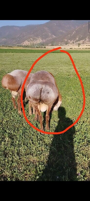 дом попугая: Продаю | Баран (самец) | Арашан | Для разведения — 3