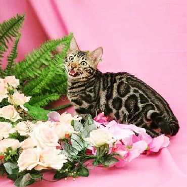 сколько стоит котенок британской золотой шиншиллы: Внимание бишкек .!! . Питомник бен гла мур предлагает чудесных — 13