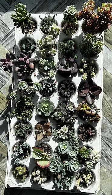 Текстиль: Продаю суккуленты: эхеверии, седумы, крассулы, эониумы алоэ — 3