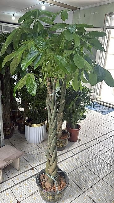 Декоративное комнатное дерево Пахира (Pachira aquatica) с плетёным