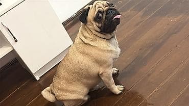 Отдам даром собаку: Вязка: Мопс, Самец, 2 года, С прививкой — 4