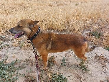 поводки: Вязка: Лайка, Самец, Более 5 лет, С прививкой — 1