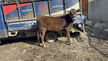 лошади кобыла: Продаю | Тёлка | Швицкая — 2