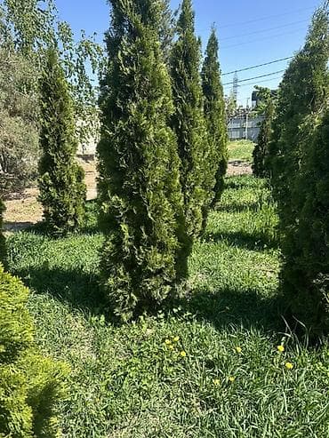 удобрения калий: Туи западные (сорт колонновидного типа, «Смарагд/Брабант» визуально) — 3