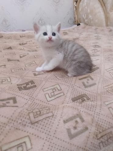 фонтан для кошек: Котёнок, серебристо-белый окрас (табби/дымчатый), пол пушистый хвост и — 2