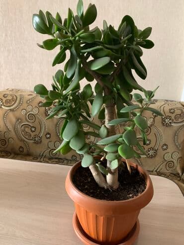 Денежное дерево 1000 еще выросло и женское счастье тоже выросли и еще