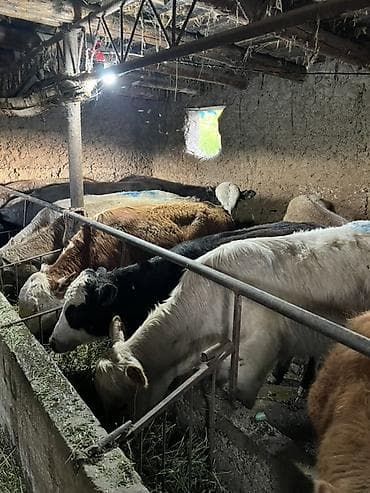 продаю тёлка: Продаю | Бык (самец) | Ангус, Герефорд, Швицкая | На откорм, Для разведения — 8