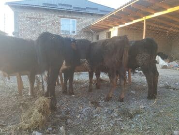 продажа домашних животных: Продаю | Музоо, торпок, Бык (самец) | Для разведения, На откорм — 4