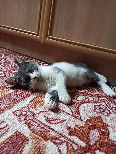 кошка крысолов: Девочка, окраска серо-белая. Велюровая шёрстка. Возраст 2,5 месяца — 2