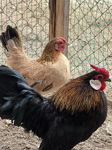 Иттер: Сатам | Тооктор, Короздор — 1